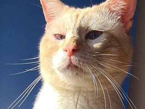 LEE CHAT TIGRE ROUX CLAIR 7 ANS 195 92260 Fontenay-aux-roses