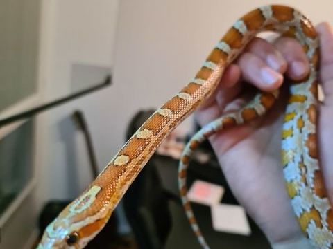 Couple reproducteur serpents des bl&eacute; sans terrarium  100 38260 Penol