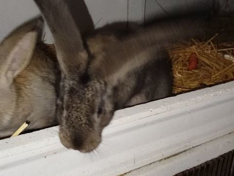 M&acirc;le g&eacute;ant des flandres 
30 45220 Chuelles