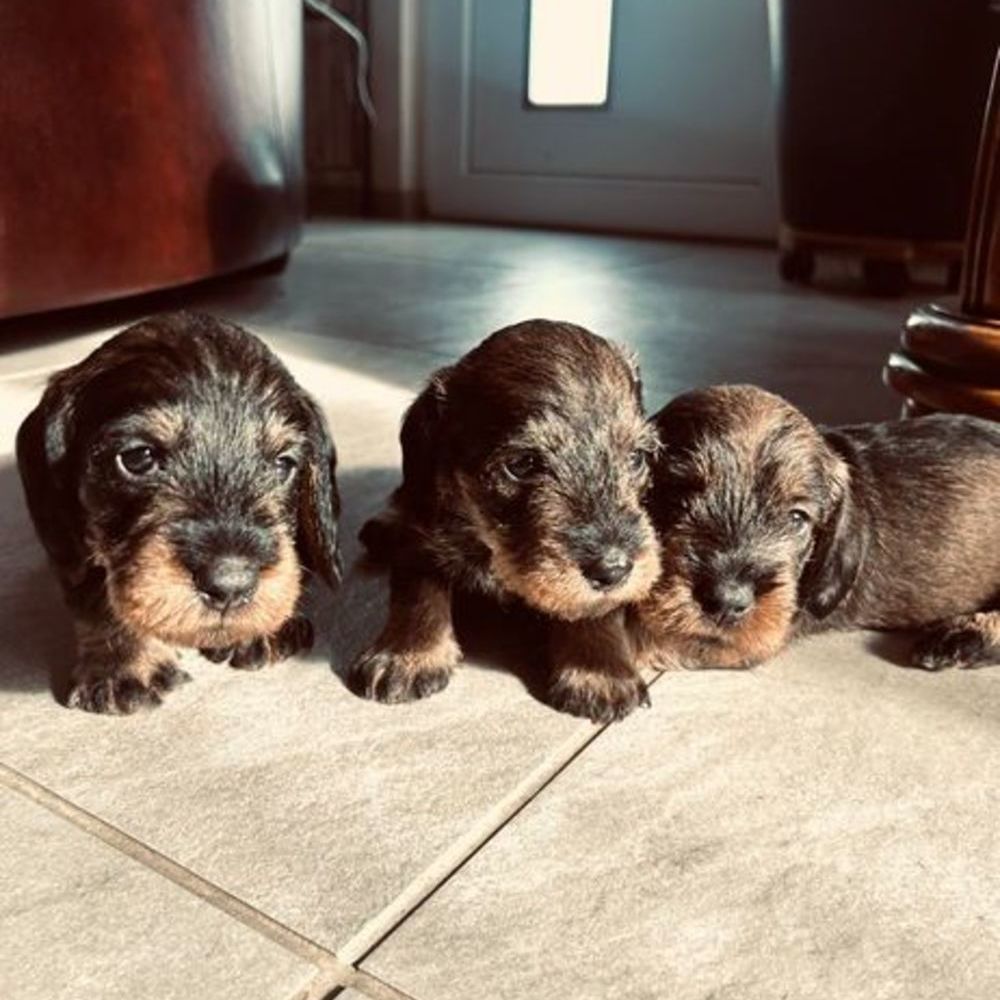   Magnifiques chiots Teckel poil dur standard 