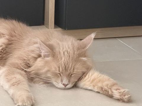 Maine Coon 500 13127 Vitrolles