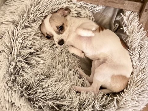 Chihuaha m&acirc;le 1000 95500 Gonesse