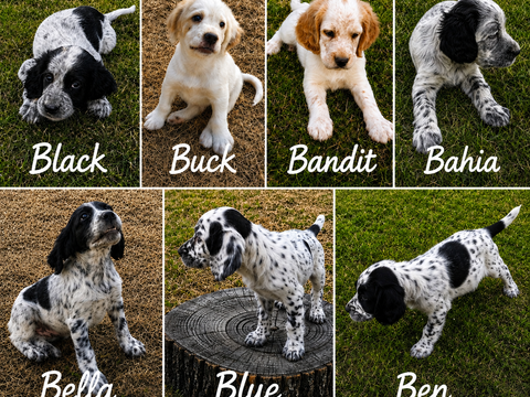 Chiots Setter Anglais 700 12100 Millau