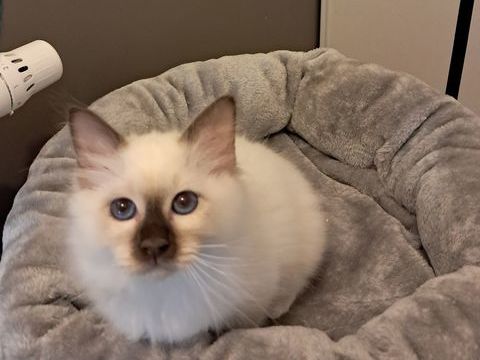 B&eacute;b&eacute;s sacr&eacute; de birmanie loof 1050 79300 Bressuire