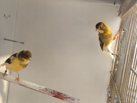 Couple de canaris 20 44521 Oudon