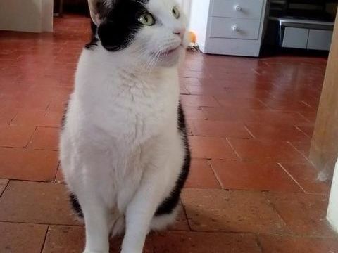 MELINE FEMELLE  NOIRE ET BLANCHE  6 ANS 195 92260 Fontenay-aux-roses