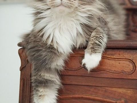 MAINE COON adultes 500 56140 Tr�al
