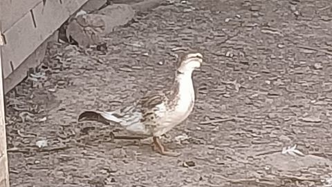 Canards "Mignon" 5 62570 Pihem