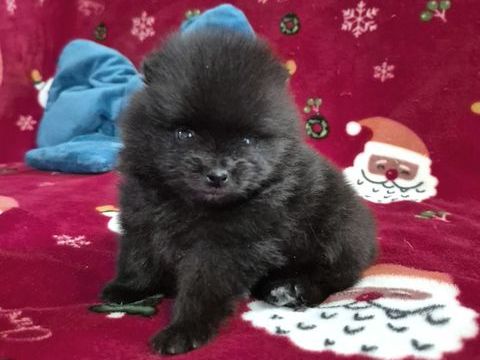 2 magnifiques bébés spitz nain à réserver 1800 45290 Ouzouer-des-champs