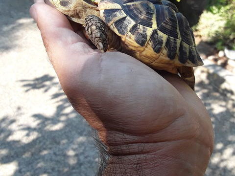 Tortues de terre grecques 80 13013 Marseille