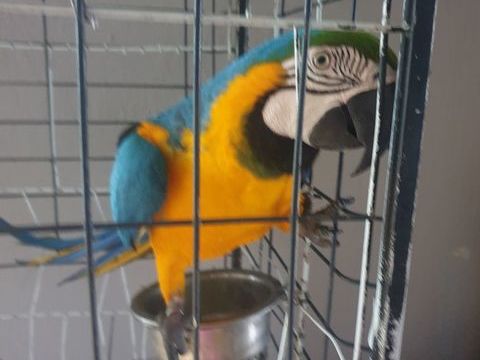 Perroquet bleu et jaune parlant deux langues 1200 47500 Monsempron-libos