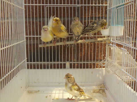 canaris 15 62320 Rouvroy