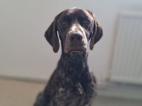 Chien Braque allemand 0 62100 Calais