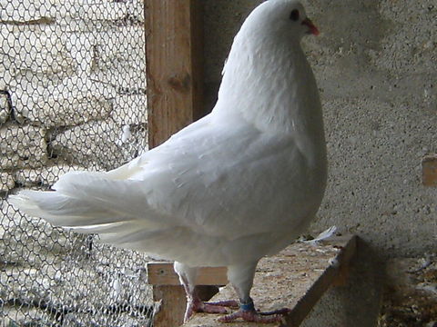 Pigeons reproducteurs hubbell blanc  15 77167 Bagneaux-sur-loing