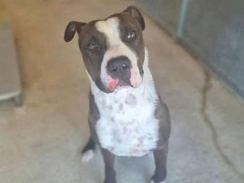 Chien USKO à l adoption 210 13001 Marseille