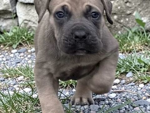 Chiots cane corso LOF 1400 24200 Sarlat-la-can�da