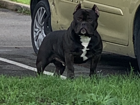 Saillie american bully 0 93600 Aulnay-sous-bois