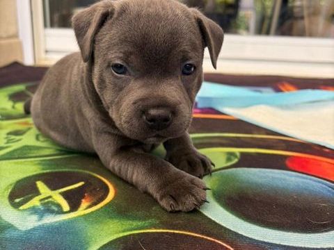Staffordshire bull terrier bleu 1000 09120 Dalou