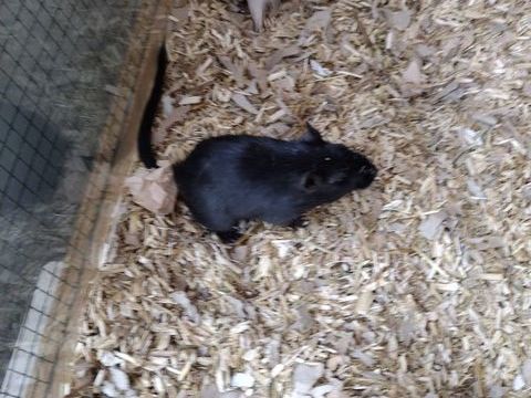 Gerbilles cherchent une famille aimante 
20 01280 Pr�vessin-mo�ns