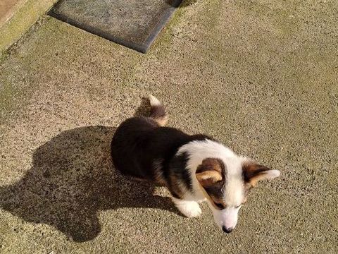 Vent chiots welsh corgi pembroque 5 mois 1300 29290 Lanrivoar�