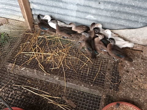 Canard d'ornement Carolin 45 79300 Bressuire