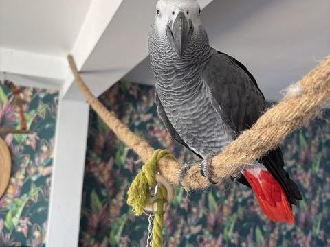 Gris du Gabon 1850 62200 Boulogne-sur-mer