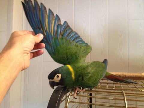 Ara auricollis 800 42110 Feurs