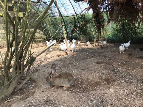 C&egrave;de plusieurs poules de soie  &eacute;lev&eacute; en grande voliere 25 29620 Lanmeur