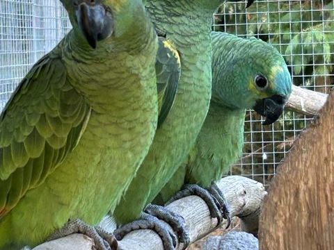 Amazone à front bleu 600 72610 Aronnay