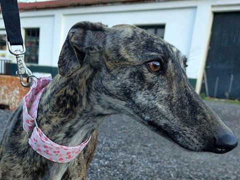 CARIDAD un vrai BIJOU 🩷 petite galga parfaite , grand bonheur qui vous attend� 315 24140 Douville
