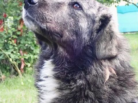 Linka à l'adoption 300 57000 Metz