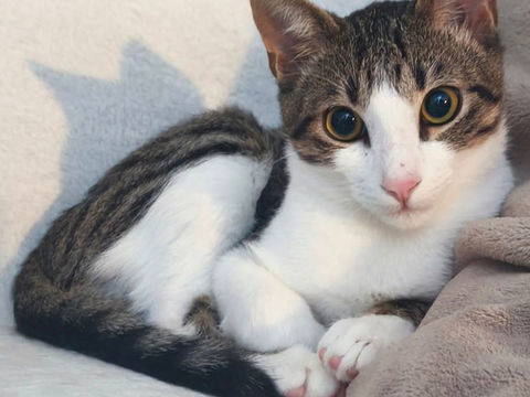 TIGRUS 1 84100 Orange