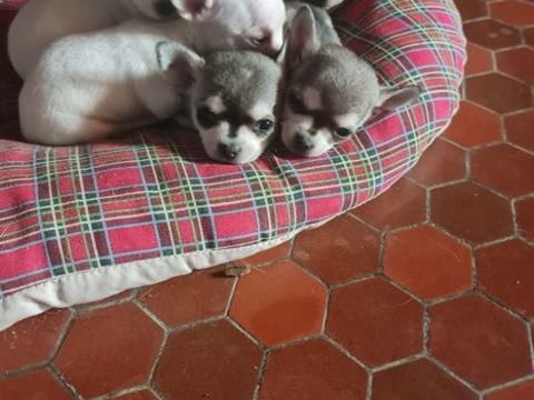 Reste 2 chihuahua &agrave; r&eacute;serv&eacute; don 0 11390 Les martys