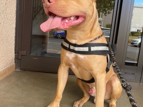 Chien &agrave; adopter dans le val d'oise 0 95130 Franconville