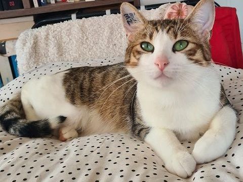 ZAZOO CHAT TIGRE BLANC 2 ANS 1/2 195 92260 Fontenay-aux-roses