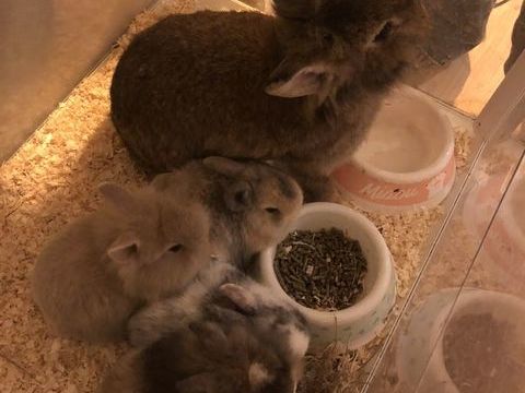 B&eacute;b&eacute; lapin nain 30 91590 Cerny