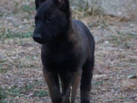 Chiots Malinois tr&eacute;s charbonn&eacute;s LOF 700 65500 Vic-en-bigorre