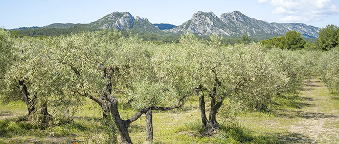 Agence JAME'S PROPERTY Paradou