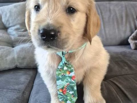 Jolis goldens retriever 1450 30320 Saint-gervasy