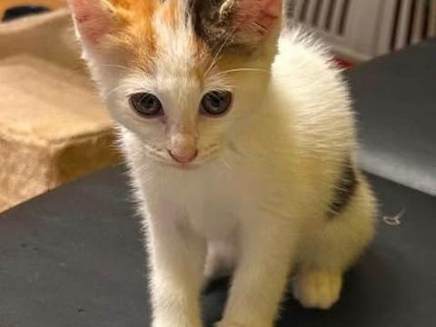 Chat PIMPRENELLE &agrave; l adoption 120 38470 Vinay