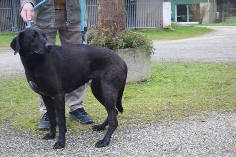Chien ORKA &agrave; l adoption 100 47160 Caubeyres