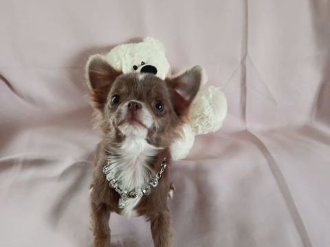 Femelle Chihuahua 1500 38270 Beaurepaire