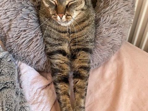 Simba le chat id&eacute;al pour une famille ou 1er chat 180 92000 Nanterre