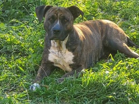 Chien >LEIKA &agrave; l adoption 250 84500 Boll�ne