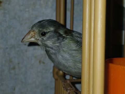 Un m&acirc;le canaris gris bleu 30 95100 Argenteuil