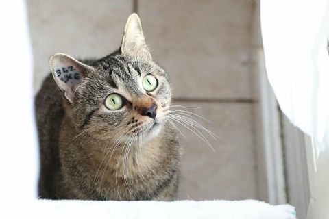 Sassy jeune chatte adorable 2 ans cherche adoptants serieux 140 11000 Carcassonne