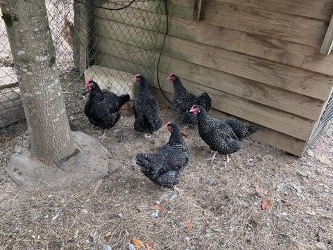 Poulette Coucou de Rennes 20 29520 Châteauneuf-du-faou