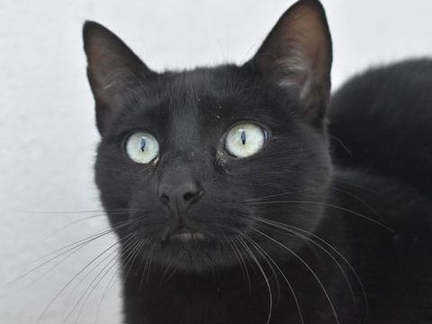 MORGAN 220 95610 ragny