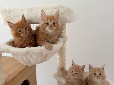 Chaton Maine Coon Loof 1500 77124 Villenoy