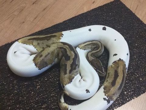 Python regius piebald 200 91540 Mennecy